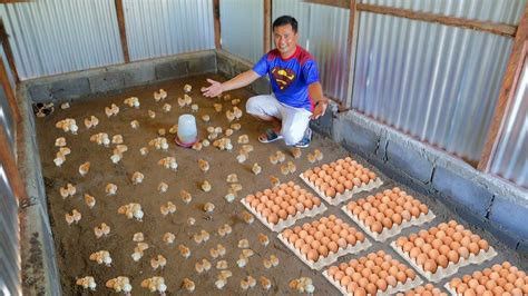 egg farming in nevada.